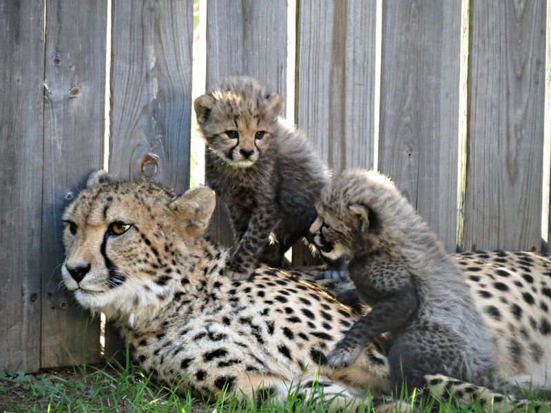 Illustration for article titled ZOMG BABY CHEETAHS AND BABY TIGER NEWS!!!